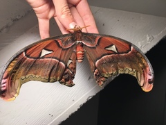 Attacus philippina