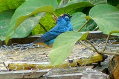 Chalcothraupis ruficervix