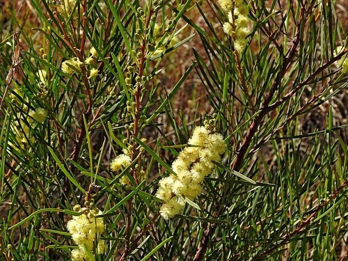 Image of Acacia elongata by (c) Max Campbell, some rights reserved (CC BY)