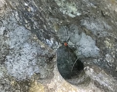 Pseudogagrella splendens