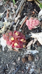 Bdallophytum americanum