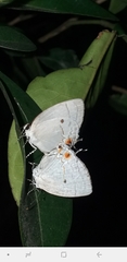 Iaspis andersoni
