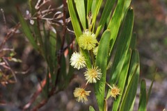 Acacia barringtonensis