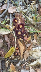 Bdallophytum americanum