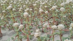 Blutaparon portulacoides