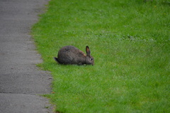 Oryctolagus cuniculus