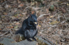 Sciurus carolinensis