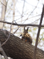Sciurus vulgaris orientis