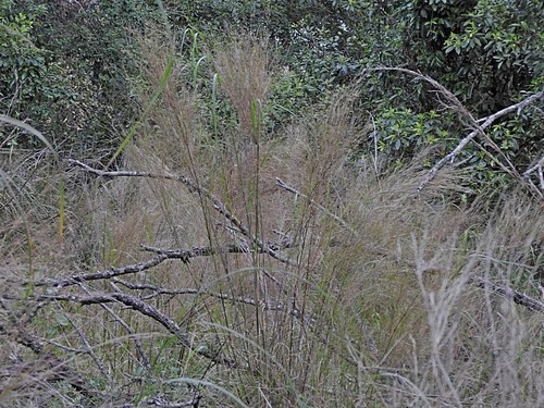 Image of Austrostipa ramosissima by (c) Max Campbell, some rights reserved (CC BY)