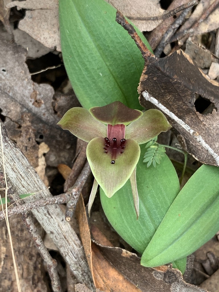 large bird-orchid