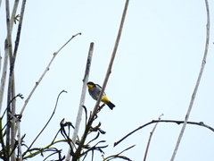 Hemithraupis flavicollis