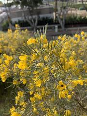 Senna artemisioides artemisioides