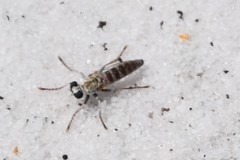 Stichopogon abdominalis