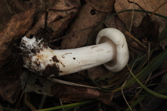 Tricholoma album