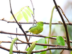 Ixothraupis xanthogastra