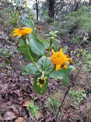 Lasianthaea macrocephala