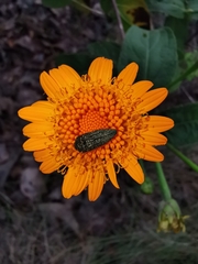 Lasianthaea macrocephala