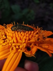 Acmaeodera cuprina