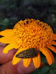 Acmaeodera cuprina