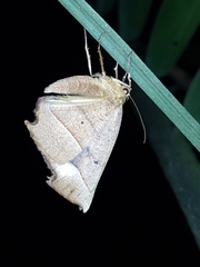 Phyllodonta
