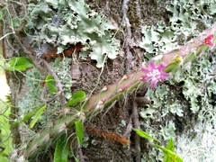 Lepismium cruciforme