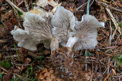 Clitocybe dilatata