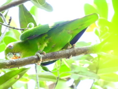 Brotogeris cyanoptera