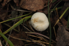 Tricholoma album