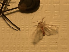 Pseudohemihyalea edwardsii