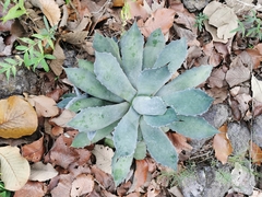 Agave guadalajarana