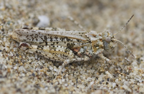 Little Buzzer Grasshopper photo 2