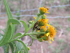 Xanthocampsomeris completa