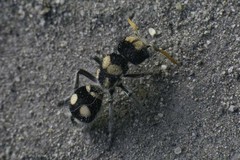 Hoplomutilla insignis