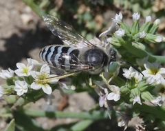Bembix americana comata