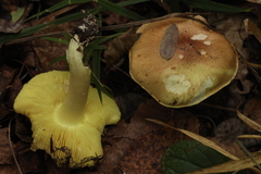 Tricholoma frondosae