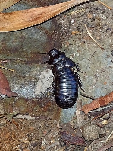 Australian wood cockroach photo 3