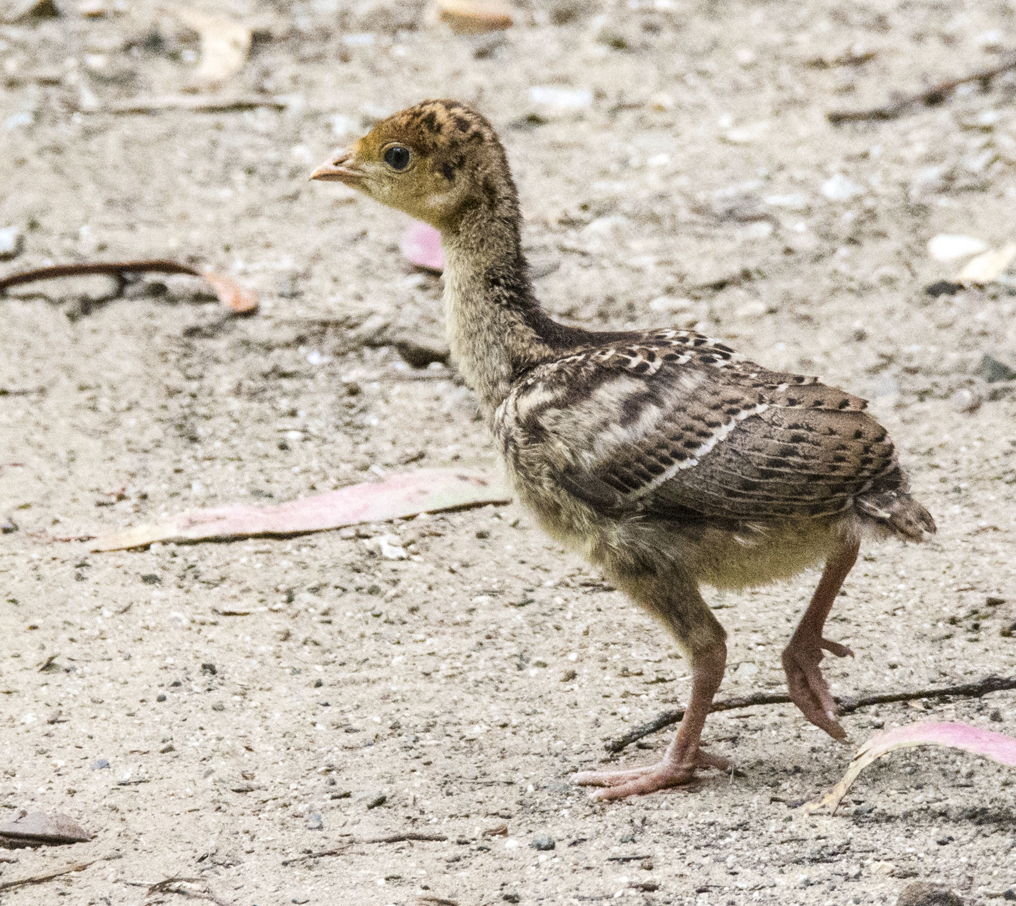 Guajolote norteño (Meleagris gallopavo) · iNaturalist Mexico