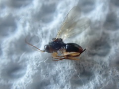 Synergini