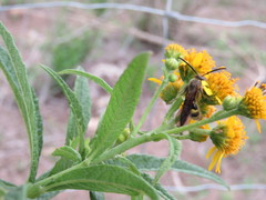 Xanthocampsomeris completa