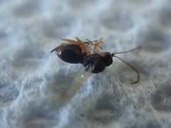 Synergini