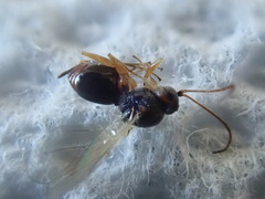Synergini