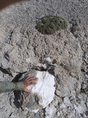 Linanthus caespitosus