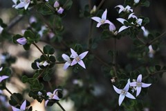 Boronia algida