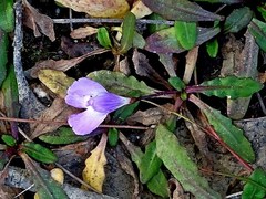 Mazus (Mazus pumilio)