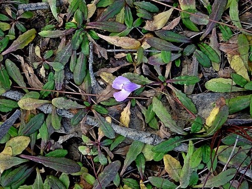 Image of Mazus pumilio by (c) Max Campbell, some rights reserved (CC BY)