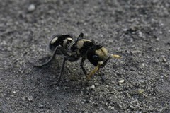 Hoplomutilla insignis