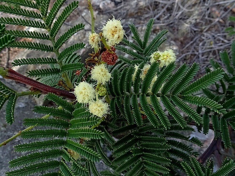 Acacia constablei