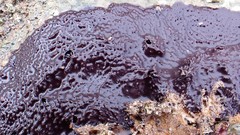 Chelonaplysilla violacea