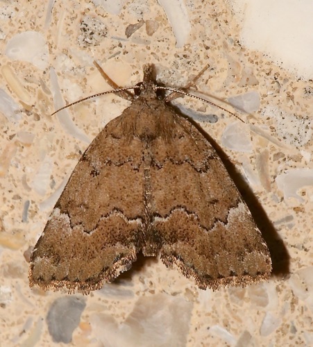 Cutina aluticolor Pogue & Ferguson, 1998