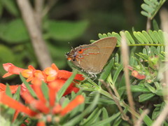 Electrostrymon guzanta